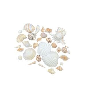 Bag of Assorted Seashells Over Thirty Total Beach Decor